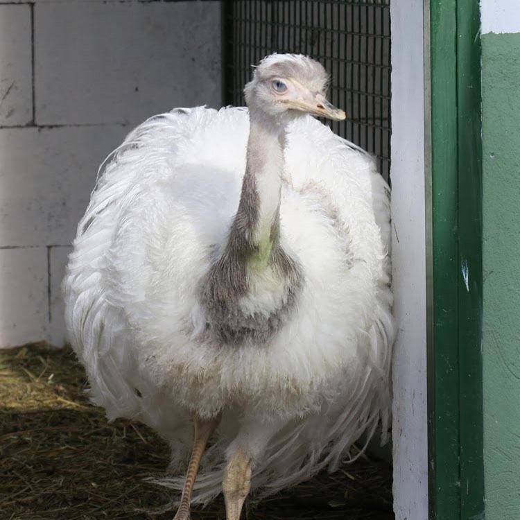 Naszály Kapuja vendégház Kosd Exterior foto